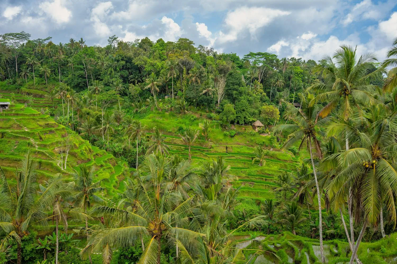 Terraced rice fields and palms in Bali under a bright sky